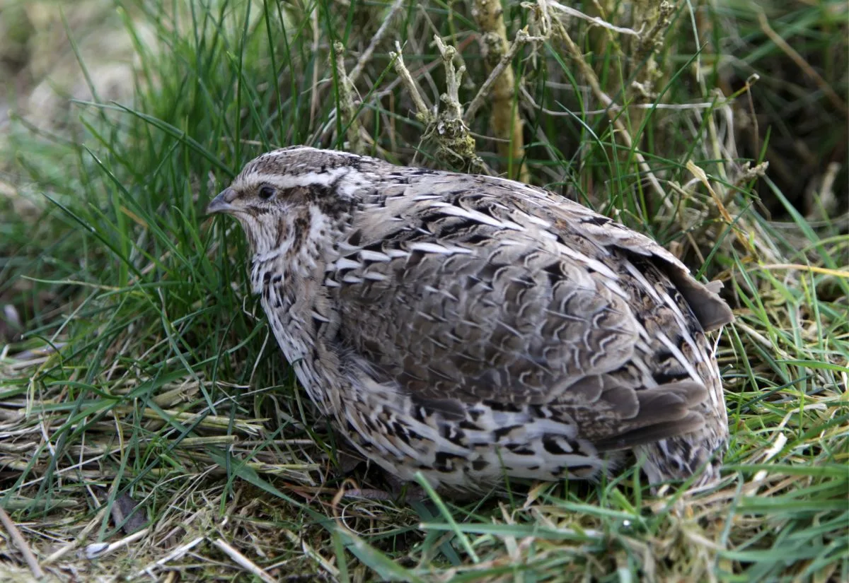 A quail hunkered down in the grass in its aviary.