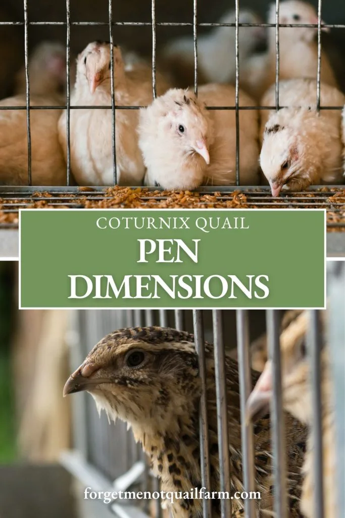 Pinterest graphic for Forget-Me-Not Quail Farm titled ‘Coturnix Quail Pen Dimensions,’ featuring close-up photos of brown and white quail inside pens.