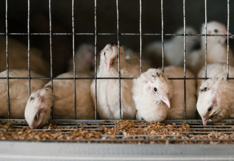 Dotted White Coturnix quail in a pen.