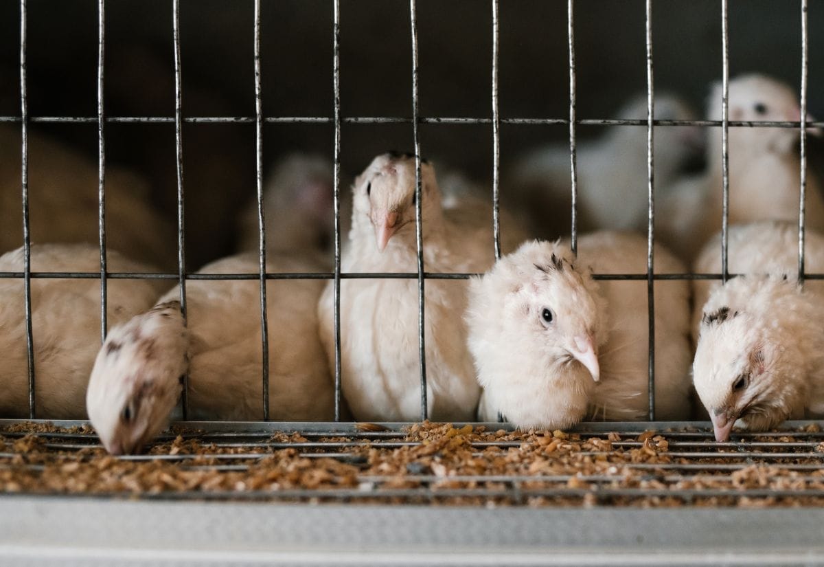 Dotted White Coturnix quail in a pen.