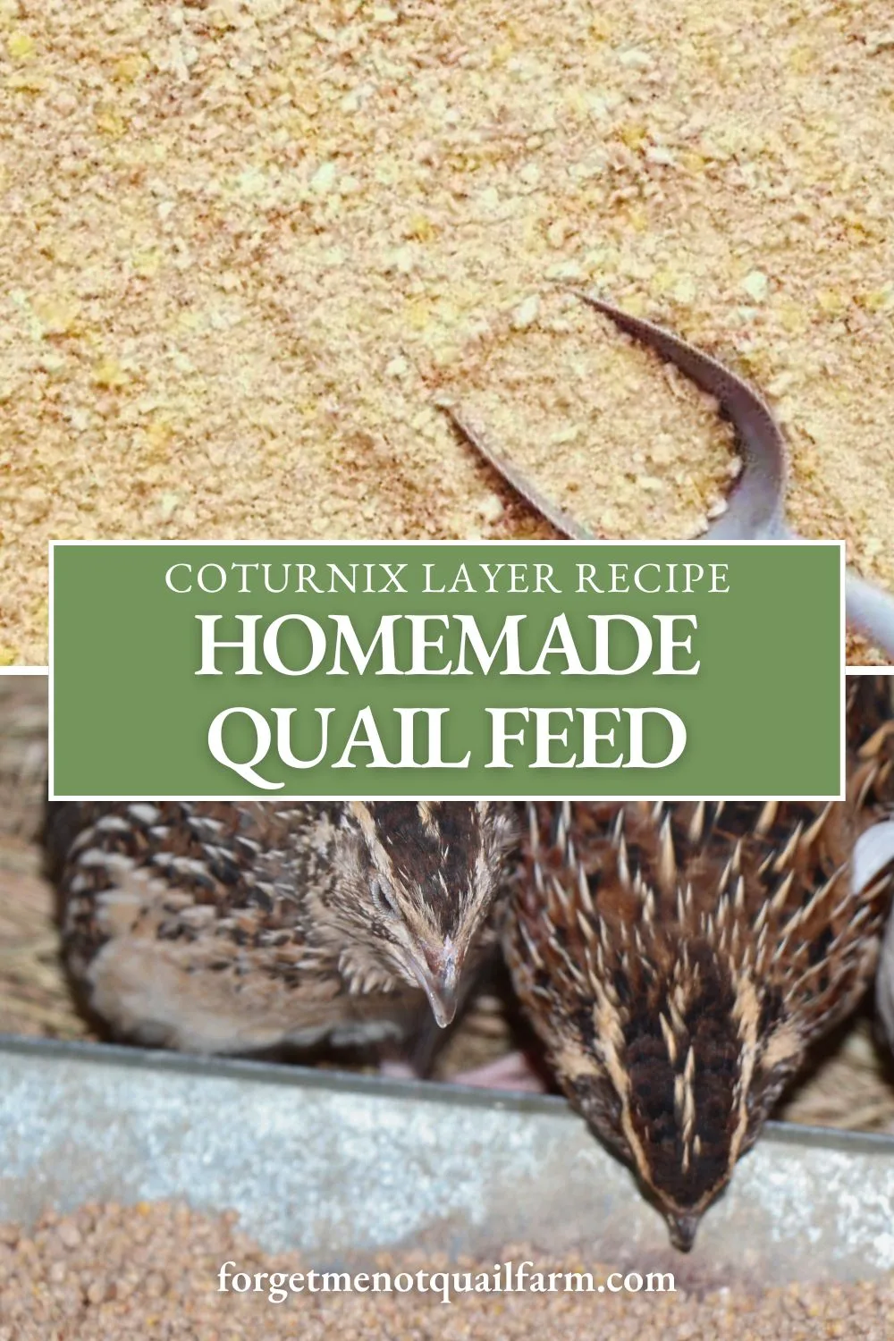 Want to make your own layer feed for Coturnix quail? Discover a balanced, homemade feed recipe that supports egg production and keeps your quail healthy! Perfect for homesteaders looking to control ingredients and save on feed costs. #HomemadeFeed #QuailKeeping #LayerFeed #CoturnixQuail #HomesteadingDIY