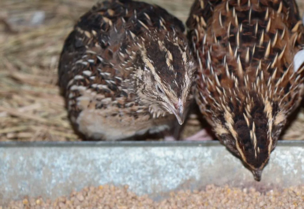 Pharaoh Coturnix eating homemade quail feed out of a metal trough.