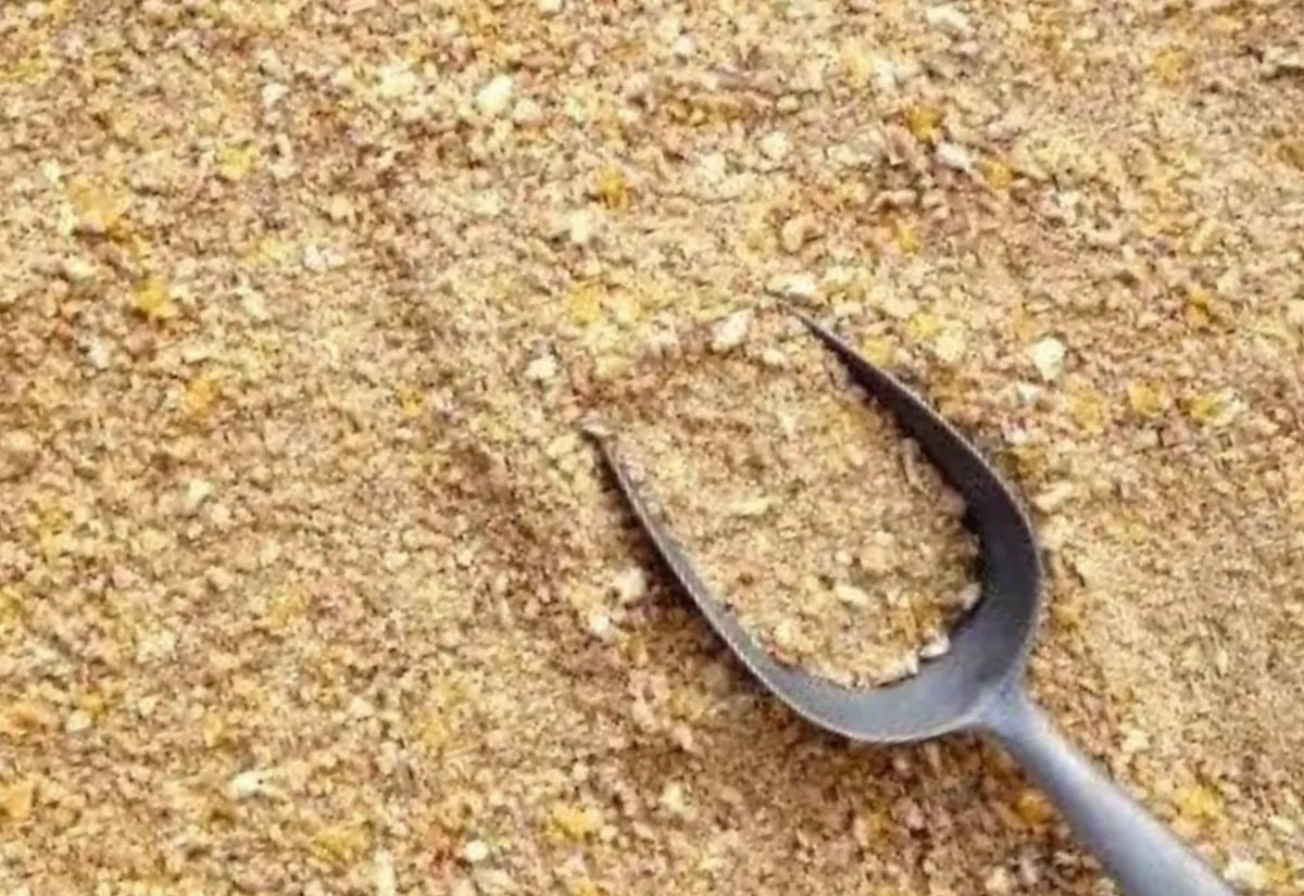 Homemade layer feed for quail with a metal scoop.