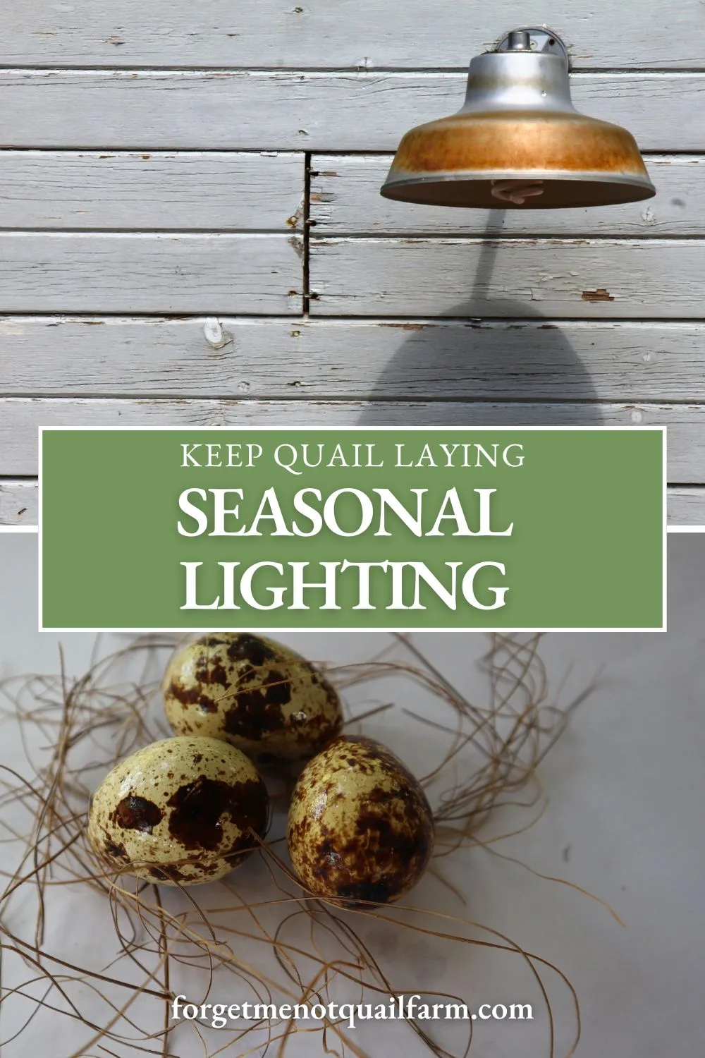 Curious how light impacts egg laying in Coturnix quail? Learn how seasonal light changes, supplemental lighting, and timing affect quail egg production. Perfect for quail keepers looking to keep their covey productive year-round! #QuailEggs #CoturnixQuail #EggProduction #HomesteadingTips #QuailCare