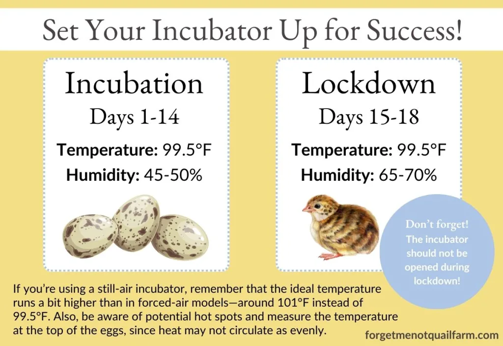 Infographic titled ‘Set Your Incubator Up for Success,’ showing recommended temperature (99.5°F) and humidity (45–50%) for quail egg incubation days 1–14, then the same temperature (99.5°F) but higher humidity (65–70%) for lockdown days 15–18. A note reminds users not to open the incubator during lockdown and highlights that still-air incubators should run slightly warmer (around 101°F) with temperature measured at the top of the eggs.
