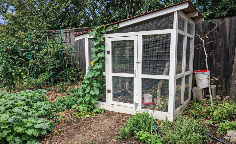 White walk-in quail aviary beside a vegetable garden with tomato plants, herbs, and a vine growing up the front corner.