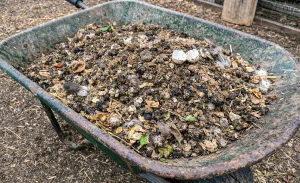 Wheelbarrow filled with raw quail manure, bedding, feathers, and eggshells beside a quail pen on a homestead.