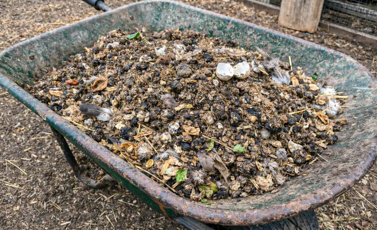 Wheelbarrow filled with raw quail manure, bedding, feathers, and eggshells beside a quail pen on a homestead.