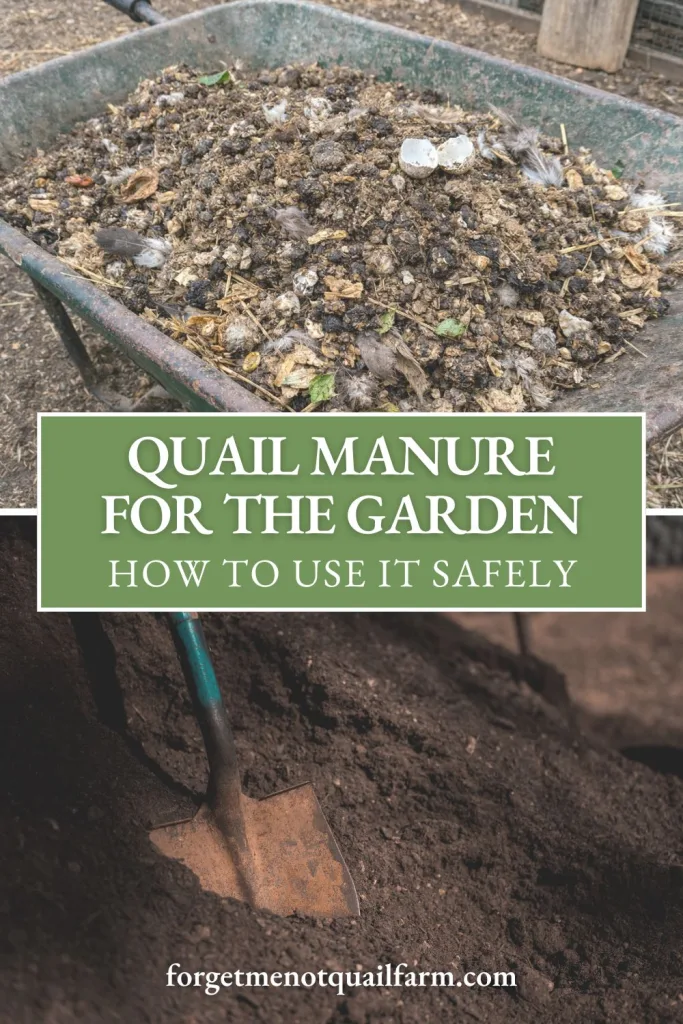 Pinterest graphic showing raw quail manure in a wheelbarrow and finished compost with text about using quail manure safely in the garden.