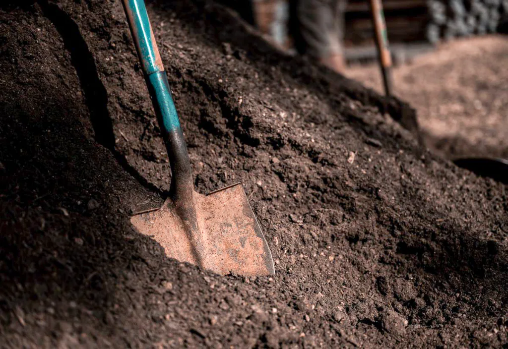 Shovel stuck in a pile of dark finished compost made from quail manure and bedding waste.