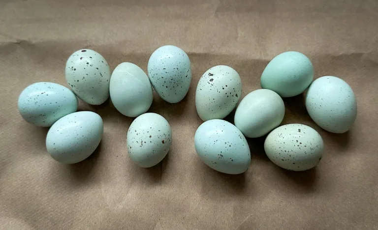 Light blue Celadon Coturnix quail eggs arranged on brown paper, showing a range of soft blue shades with light freckling. Photo highlights the natural color variation typical of true Celadon layers.