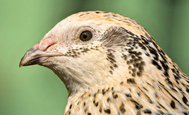 Detailed side profile of a healthy Coturnix quail showing fine feather pattern and calm expression, symbolizing attentive care and strong genetics in responsible quail keeping.