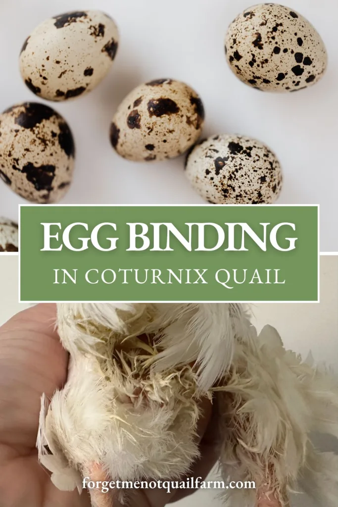 Top view of speckled Coturnix quail eggs on a white surface above a close-up of a hen’s lower body being gently held, illustrating a real case of egg binding in Coturnix quail.