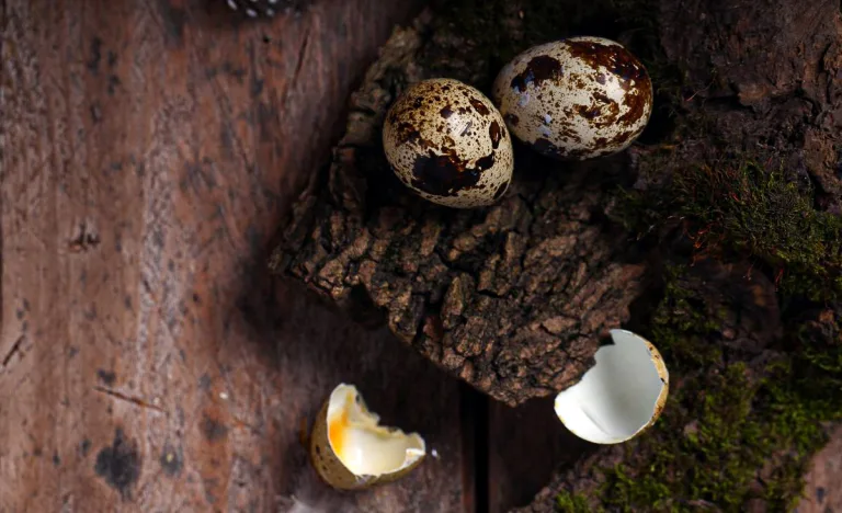 Two speckled Coturnix quail eggs and one cracked eggshell resting on rough bark over a wooden surface, symbolizing the challenges of egg binding and successful laying recovery.