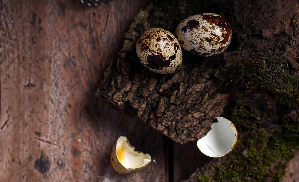 Two speckled Coturnix quail eggs and one cracked eggshell resting on rough bark over a wooden surface, symbolizing the challenges of egg binding and successful laying recovery.