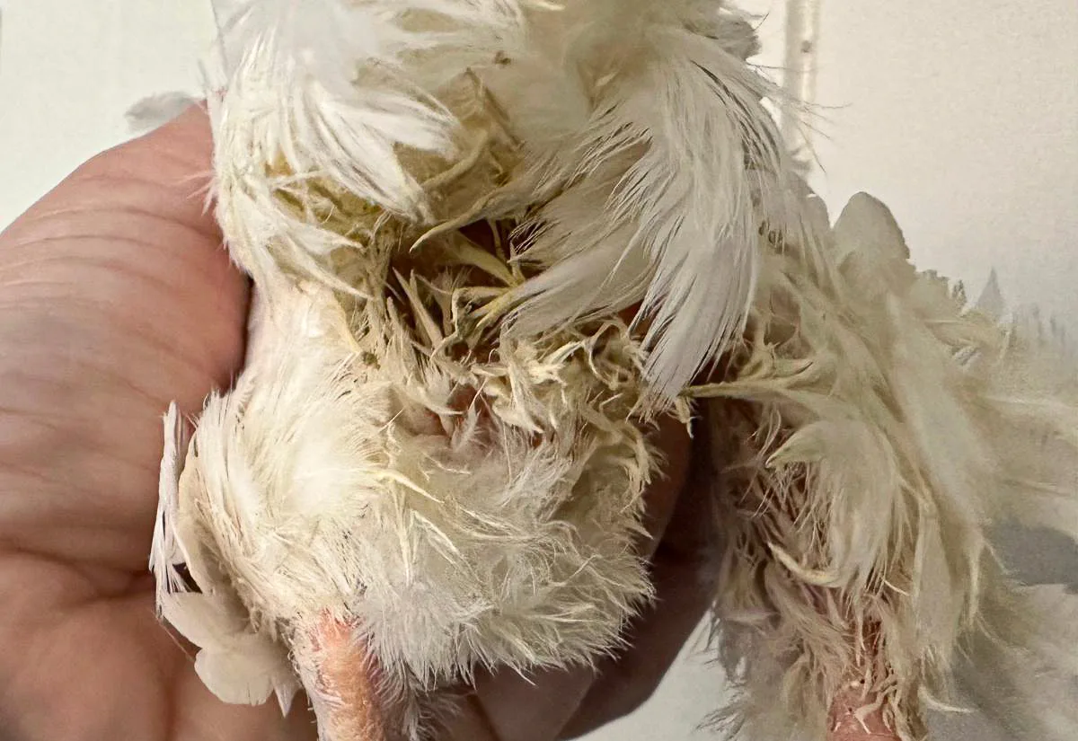 An egg bound white Coturnix quail.