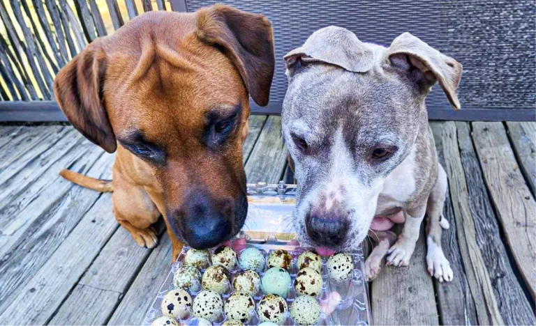 Two curious dogs on a weathered wooden deck leaning in to sniff a clear carton filled with speckled quail eggs, one brown dog and one gray-and-white dog looking closely at the eggs.