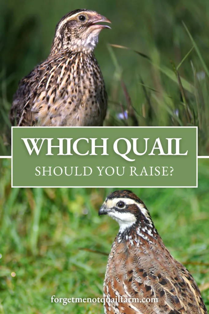 Graphic showing a Coturnix quail on top and a Bobwhite quail below, with a green text box reading “Which Quail Should You Raise?” and the Forget-Me-Not Quail Farm URL.