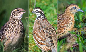 Side-by-side comparison image showing a Coturnix quail on the left, a Bobwhite quail in the center, and a Button quail on the right, highlighting the size and color differences between the three species.