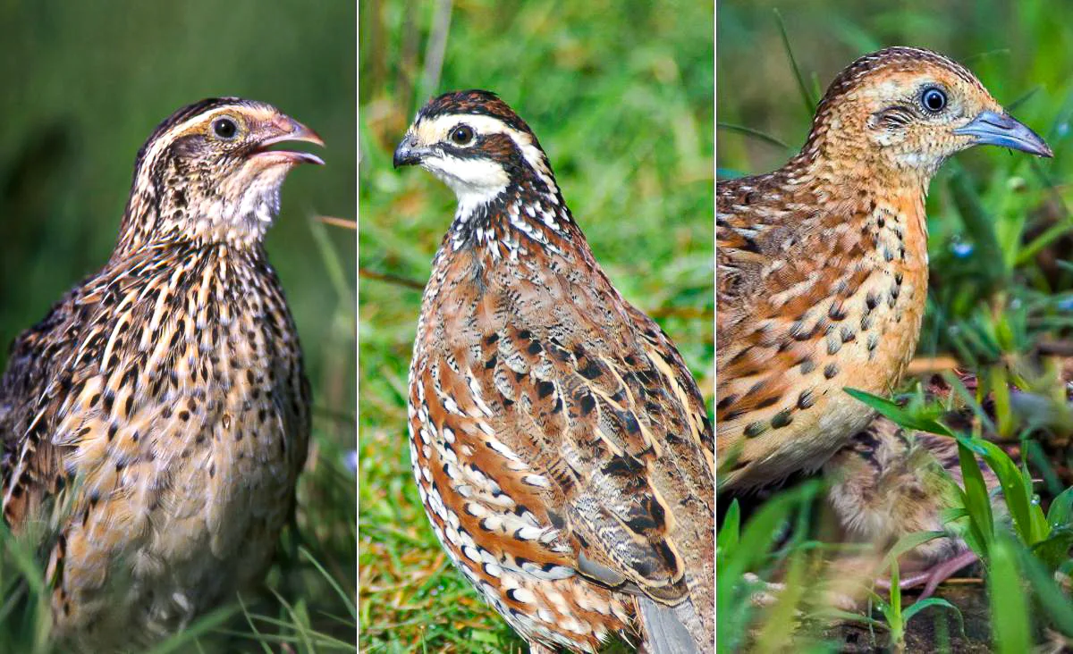 Side-by-side comparison image showing a Coturnix quail on the left, a Bobwhite quail in the center, and a Button quail on the right, highlighting the size and color differences between the three species.