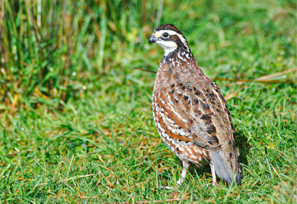 Bobwhite quail standing alert in a patch of green grass, showing its distinct white facial markings and brown, speckled plumage.