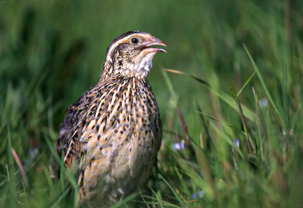 Close-up of a Coturnix quail sitting in tall grass, showing its mottled tan and brown feathers and relaxed, ground-dwelling posture.