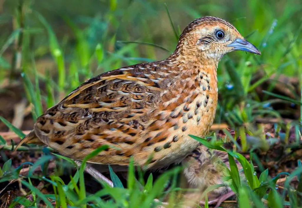 Button quail with warm brown and tan speckled plumage, standing low in the grass with a bright blue-gray beak and small, rounded body.