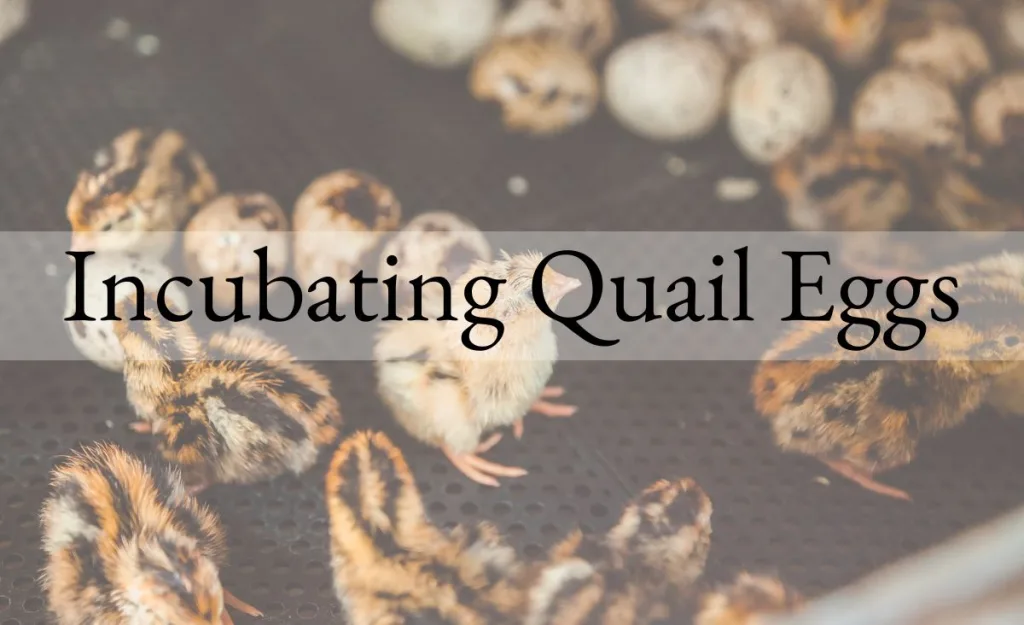 Day-old Coturnix quail chicks in a brooder with hatching eggs visible, representing early breeding and hatch results.