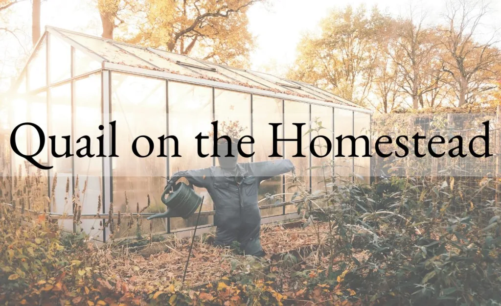 Greenhouse and garden beds on a working homestead in autumn, representing quail as part of a diversified homestead setup.