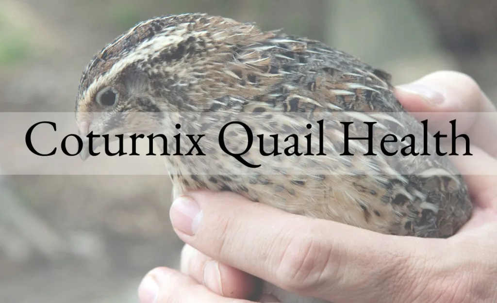 Healthy Coturnix quail being gently held for a hands-on health check, showing clear eyes and well-kept feathers.