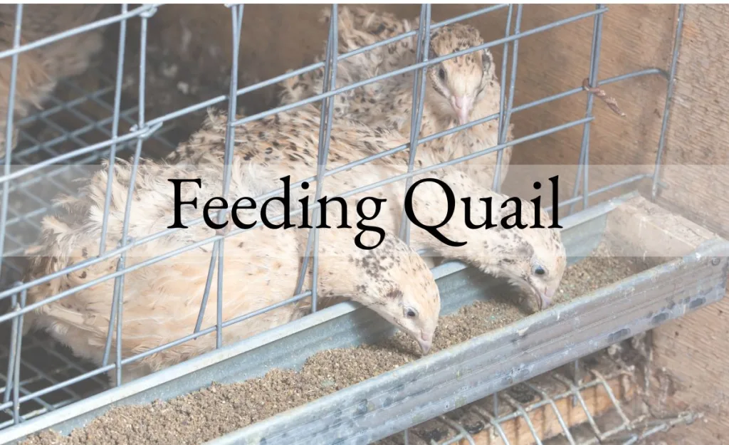Coturnix quail eating from a feeder inside a wire pen, demonstrating a practical quail feeding setup.