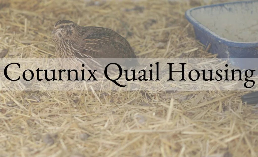 Coturnix quail resting on straw bedding inside a ground-based enclosure with food and water nearby.