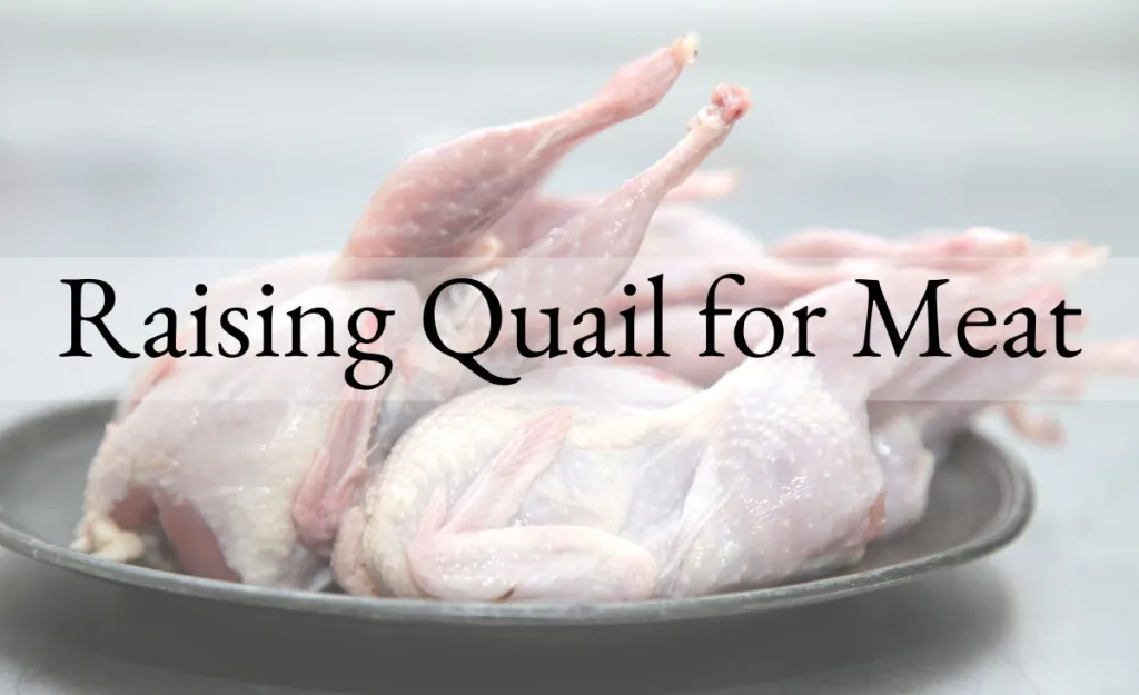 Processed Coturnix quail prepared for cooking, illustrating quail raised for meat on the homestead.