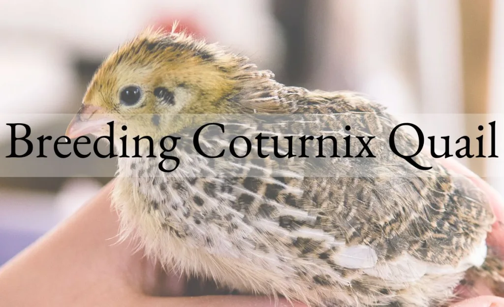 Adult Coturnix quail held for evaluation, showing feather pattern and body condition used in breeding selection.