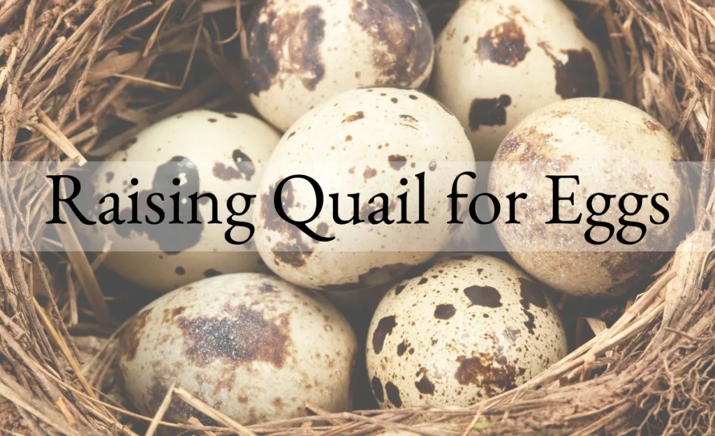 Fresh Coturnix quail eggs resting in a straw nest, highlighting quail egg production and incubation potential.