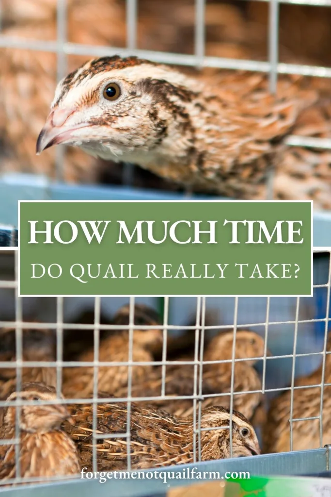 Coturnix quail inside a wire pen with text overlay reading “How much time do quail really take?” on a Pinterest-style graphic