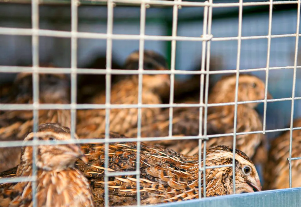 Group of Coturnix quail resting together inside a wire pen, showing a realistic, small-scale quail housing setup