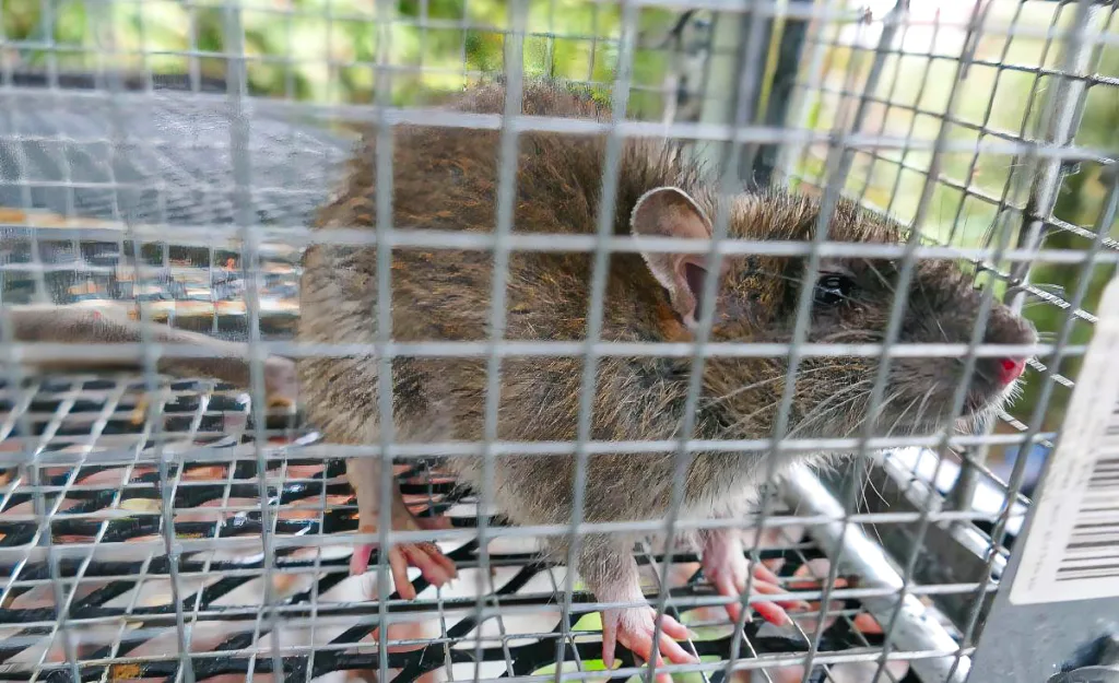 A large brown rat caught inside a wire live trap, showing how easily rodents access poultry areas when feed and shelter are available around quail pens.