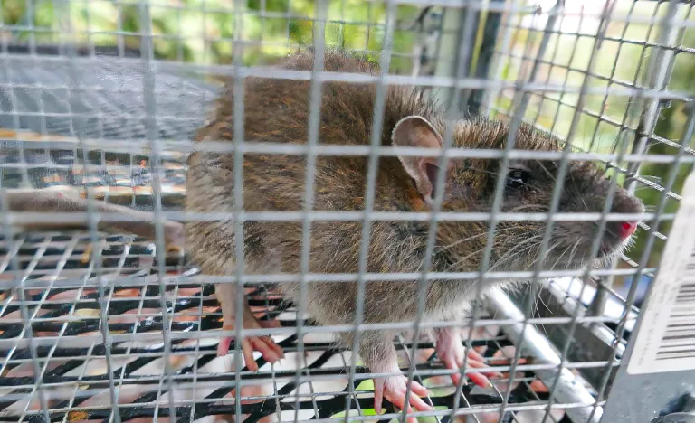A large brown rat caught inside a wire live trap, showing how easily rodents access poultry areas when feed and shelter are available around quail pens.