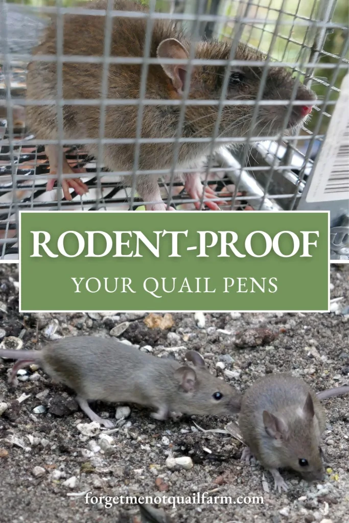 A rodent-proofing graphic showing a trapped rat above and two mice on bare ground below, illustrating common rodent threats around quail pens and housing.