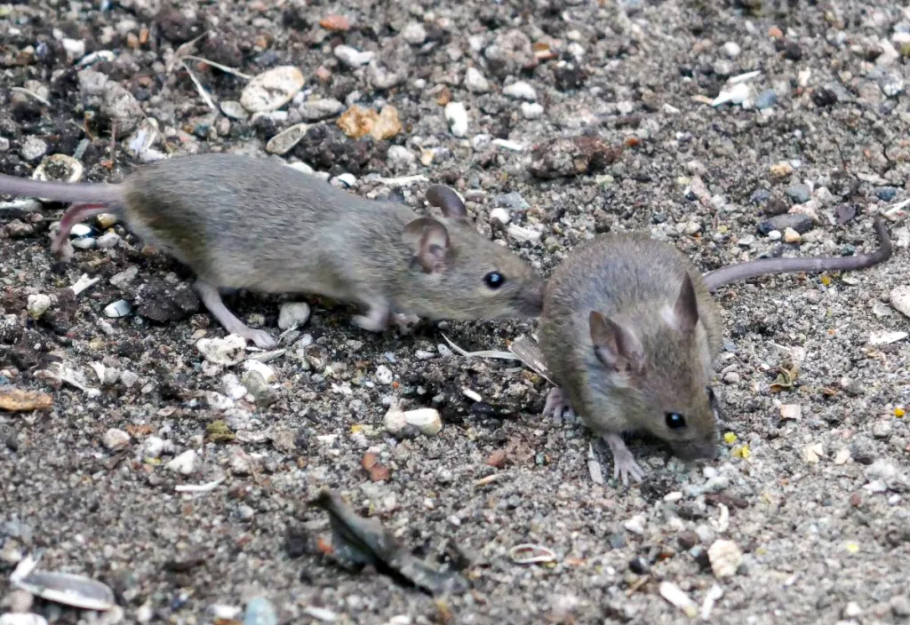 Two small mice foraging on bare soil near a pen area, highlighting how spilled feed and ground access can attract rodents to quail setups.