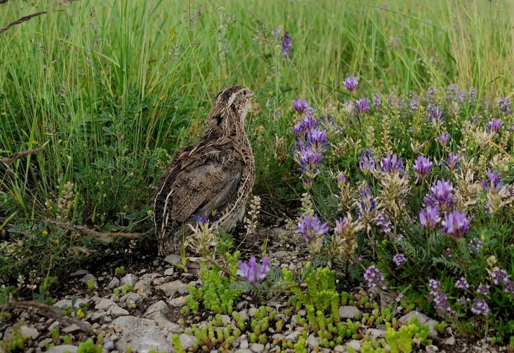 A Coturnix quail standing on rocky ground among tall grasses and purple wildflowers, blending into its surroundings with natural brown and tan feathering.