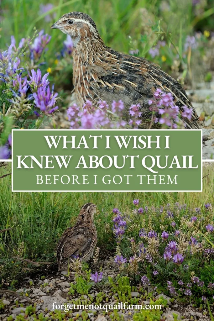 A close-up of a Coturnix quail surrounded by purple wildflowers with text overlay reading “What I Wish I Knew About Quail Before I Got Them.”