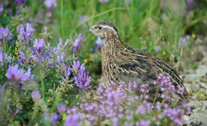 A close-up view of a Coturnix quail nestled among purple wildflowers, showing detailed feather patterning and the bird’s alert posture.