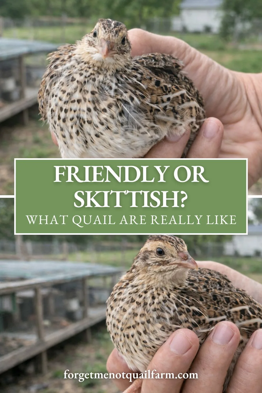 A Coturnix quail held in a woman’s hand outdoors, with a text overlay reading “Friendly or Skittish? What Quail Are Really Like,” used as a Pinterest graphic.