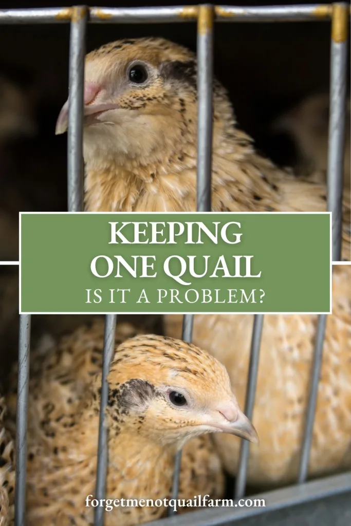Close-up of a single Coturnix quail behind wire bars with text overlay reading “Keeping One Quail: Is It a Problem?”