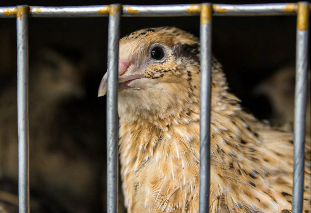Single Coturnix quail standing alone behind wire bars in an enclosure, illustrating a lone quail housing situation.