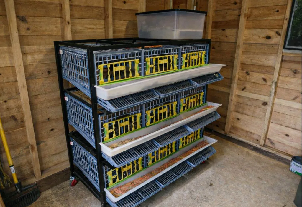 Four-tier stacked Coturnix quail cage system inside a wooden shed, featuring blue plastic cages with yellow front gates, removable white dropping trays beneath each level, and a large plastic storage bin on top for feed, all positioned on a black metal frame with caster wheels for mobility.