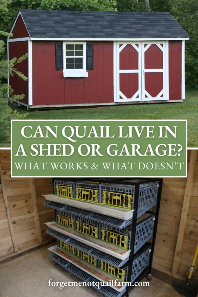 Pinterest-style graphic showing a red backyard shed exterior above and a stacked indoor Coturnix quail cage system below, with overlay text reading “Can Quail Live in a Shed or Garage? What Works & What Doesn’t,” highlighting both exterior shed housing and enclosed cage setup.