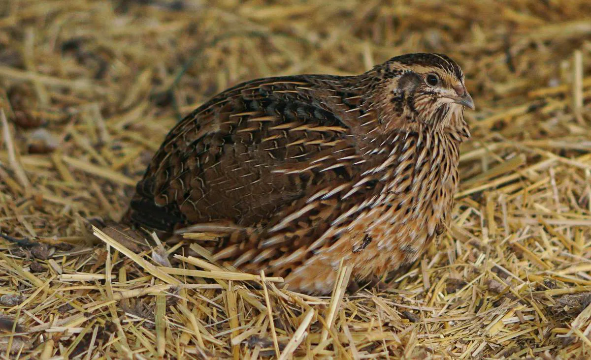 Adult Coturnix quail resting on straw bedding, showing natural feather patterning and ground-level housing typical of quail setups.